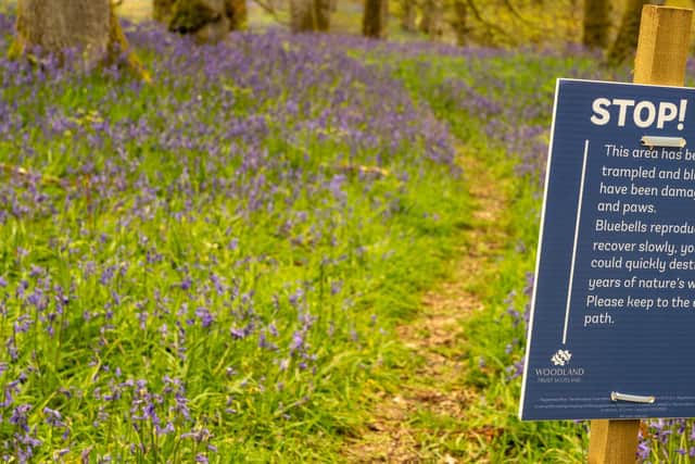 The Woodland Trust is encouraging visitors to view the wonders of bluebells from its paths to protect their delicate flowers.