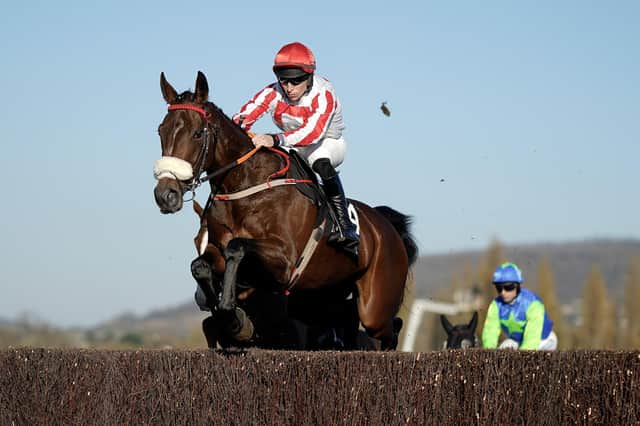 Course specialist: Patrick Neville's Leyburn-trained Boodles Cheltenham Gold Cup hopeful, The Real Whacker, has won three races at Cheltenham and bids for a fourth in the biggest race in British jumps racing today. (Photo by Alan Crowhurst/Getty Images)