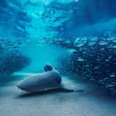 Blue Planet III. Picture: BBC Studios/ Anoushka Freedman.