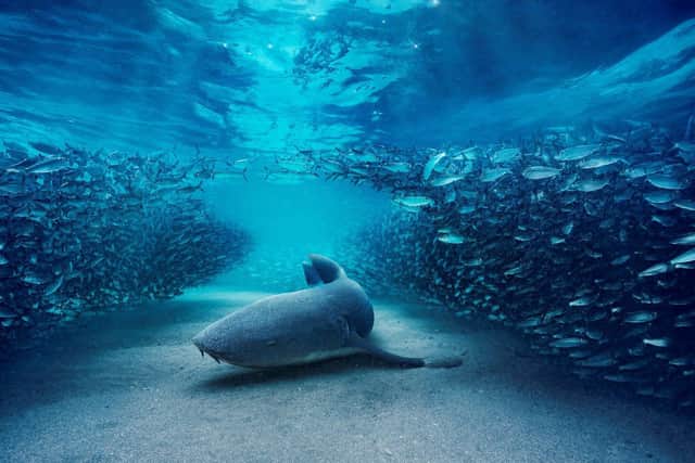 Blue Planet III. Picture: BBC Studios/ Anoushka Freedman.