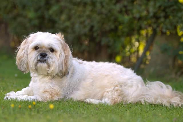 A Lhasa Apso, one of the breeds that Linda Moran sold