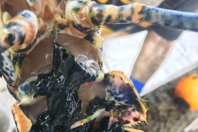 Marine biologist claims lobster eggs found in Whitby are "turning to slime"