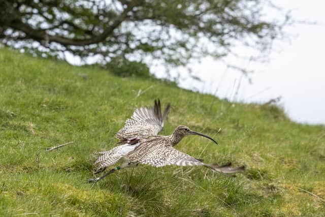 It is the first time GPS and tagging has been used on curlews while they are in Yorkshire and involves attaching a GPS to them, a little bit like a rucksack and weighs about as much as a pound coin.