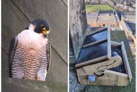 Birdwatchers are brimming with the excitement at the prospect of spotting Peregrines in Bradford after the installation of a nesting box on top of the 250 foot high Lister Mills chimney.Adult Peregrine Falcon - photo credit Paul WheatleyThe installed nest box - photo credit Highlife Rope Access