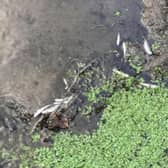The Environment Agency said it was working to establish the cause of the deaths, after the fish were discovered in a stream in Elvington