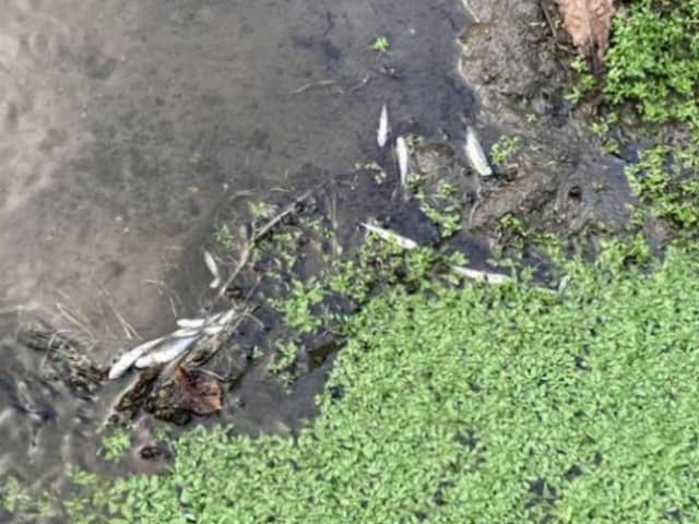 The Environment Agency said it was working to establish the cause of the deaths, after the fish were discovered in a stream in Elvington