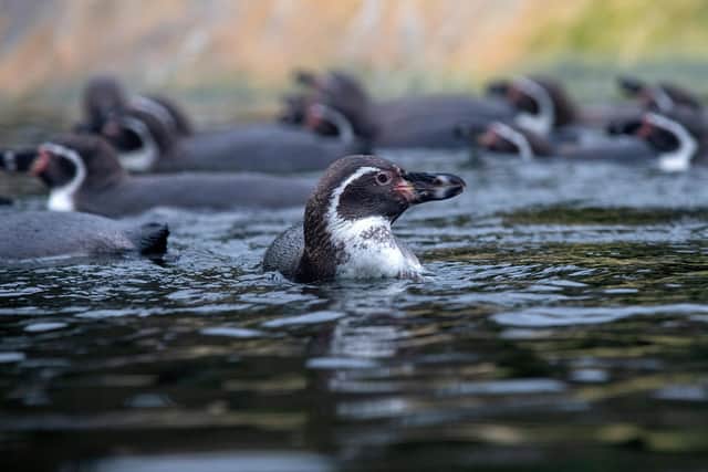Humbolt Penguins at Lotherton Hall. (Pic credit: Bruce Rollinson)