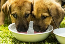 Rescue puppies drinking water in the sun. (Pic credit: Jenny Evans / Getty Images)
