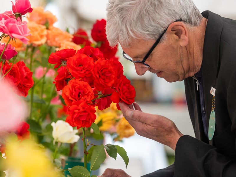 Rose judge James Anderson looking at a Floribunda rose