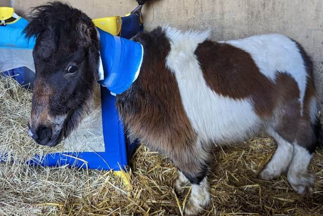 A miniature Shetland pony, now named Thumbelina, was left abandoned by the riverside with a serious neck injury.