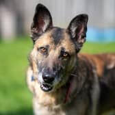 Zeta is looking for an end of life foster home. (Pic credit: RSPCA / Ben Adams Photography)