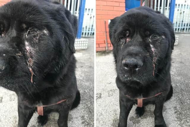 Dowbenko, 52, of Fairfax Road Cullingworth, admitted failing to get the much-needed veterinary treatment for one of her dogs, a Newfoundland dog called Lily
