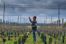 Ian Sargent, owner of Laurel Vines near Driffield, raising a glass of wine amongst his vines. He has been busy with Christmas orders as consumers back local businesses.