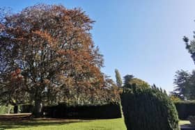 The copper beech tree at Lotherton Hall