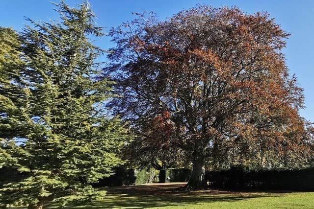 The copper beech tree at Lotherton Hall