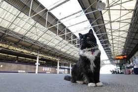 Felix the Huddersfield Station cat 
