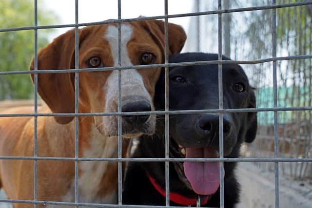 Dogs await to be adopted at a shelter. (Pic credit: Etienne Torbey / AFP via Getty Images)