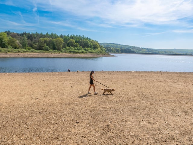 Pictured Isobel Meldrum, 25, of Menston, near Leeds, walking her three-year-old Cockapoo over the dried edge ofSwinsty Reservoir. Picture: James Hardisty