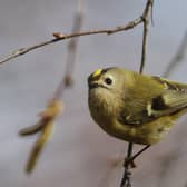 A goldcrest flits between the branches in trees in a London park Dan Kitwood/Getty Images