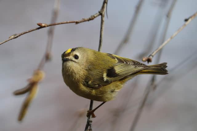 A goldcrest flits between the branches in trees in a London park Dan Kitwood/Getty Images