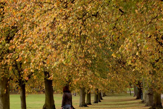 A shopper walks along the Stray in Harrogate underneath autumnal trees