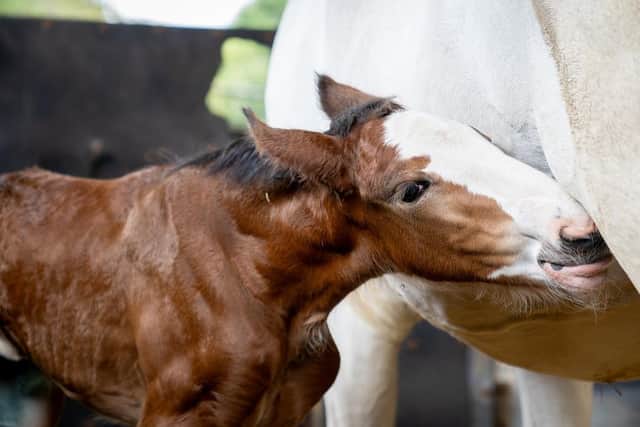 The new Shire foal at Cannon Hal Farm comes as part of a breeding programme to increase numbers of the breed which have declined in recent years.