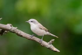 Lesser whitethroat, Sylvia curruca, single bird on branch, Hungary, July 2018