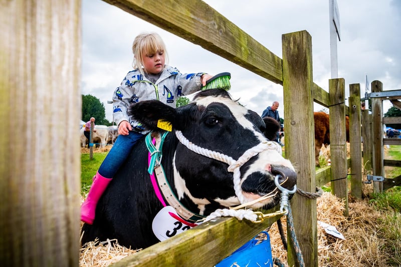 Young farmer Phoebe Sixsmith, 5, of Sherburn, North Yorkshire, brushes down a British Blue called Sassy Pants, from Countryside Blondes & Blues