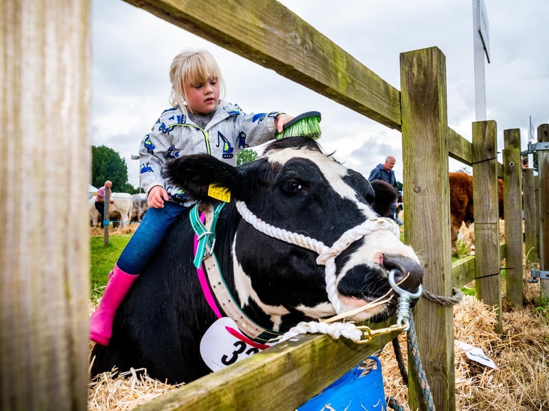 Young farmer Phoebe Sixsmith, 5, of Sherburn, North Yorkshire, brushes down a British Blue called Sassy Pants, from Countryside Blondes & Blues