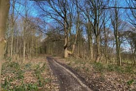 East Wood, a large stretch of woodland that spans almost 20 acres in the village of Weston, which sits above Otley, is for sale offering potential timber production, as well as a slice of rural tranquillity.