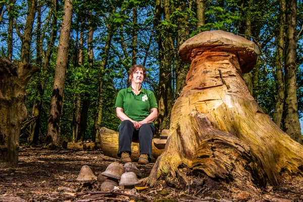 Linda Walsh, a Part-time Grounds & Garden member at Harewood House, collects fallen Spalted Beech from the estate and makes Spalted Beech Wood Turned Mushrooms. Linda, replants untreated turned mushrooms in the Sylvascope woodland area on the estate for visitors to see and her finished items are sold in the farm shop. Picture By Yorkshire Post Photographer,  James Hardisty.