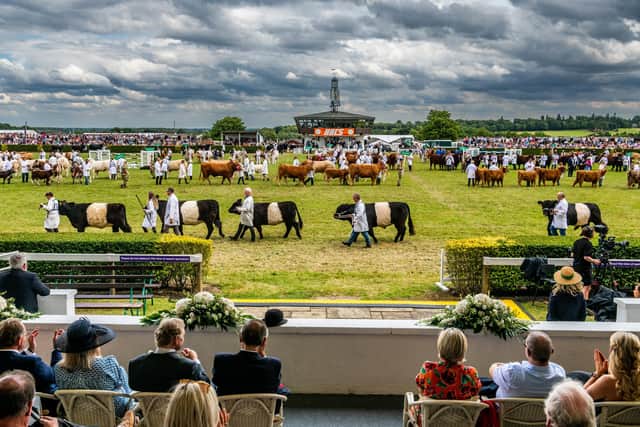 Great Yorkshire Show 2023, GYS-Day3. Pictured 
The livestock are lined up for the Grand Cattle Parade held in the main ring. Picture By Yorkshire Post Photographer,  James Hardisty. Date: 13th July 2023.
