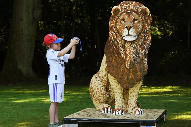 Five-year-old Harry Hackford, takes a photo of a lion.
