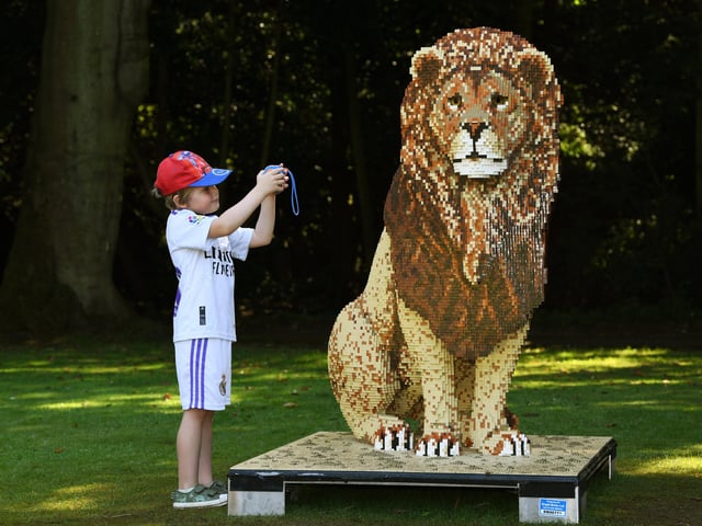 Five-year-old Harry Hackford, takes a photo of a lion.
