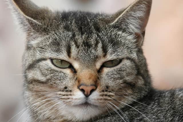Rye College, a state secondary school in West Sussex, is facing a “pupil safety investigation” after a teacher told a 13-year-old girl she was being “despicable” for not taking at face value her classmate’s wish to “identify as a cat”. PIC: PA Photo/thinkstockphotos.