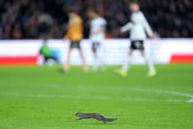 PITCH INVADER: A squirrel on the playing surface at Hull City (Image: Nigel French/PA Wire)
