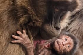 Gelada Monkey Feven and her new baby pictured at Yorkshire Wildlife Park.