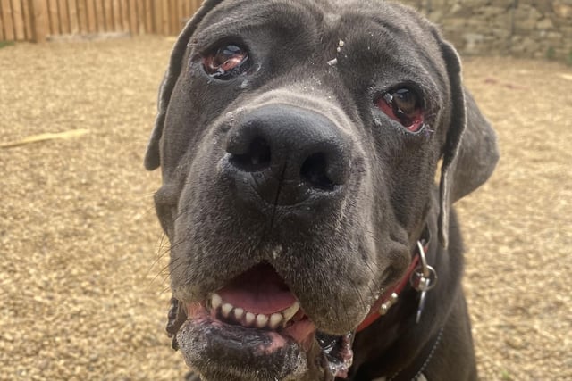 At only 18 months, this Cain Corso is one of the biggest but most loving dogs in the branch. Sky was diagnosed with cherry eye, which is common among dogs but meant his previous owner couldn't look after him. This puppy is super cuddly and just wants to be loved.