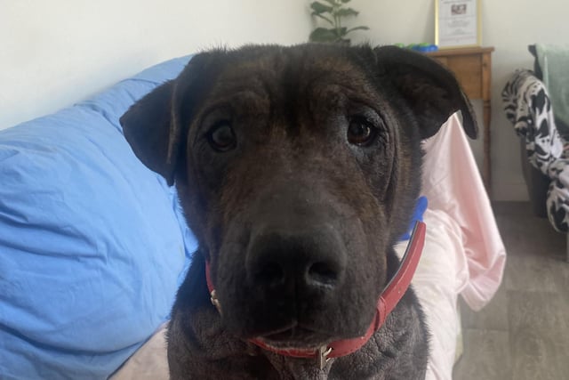 The eight year old Shar Pei/Dachshund cross loves people but is struggling with a skin condition that makes him itch. He loves people and just wants someone to scratch his belly.