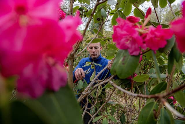 Head gardener Joel Dibb prunes the rhododendrons in the Himalayan Garden & Sculpture Park near Ripon, photographed for The Yorkshire Post by Tony Johnson.