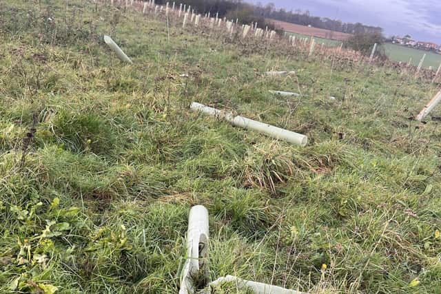 Over 750 trees destroyed by vandals