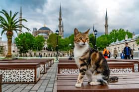A cat sits by the Blue Mosque in the Sultanahmet area of Istanbul.