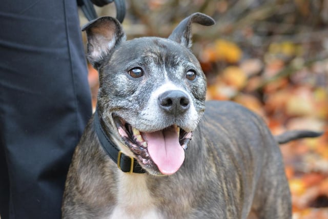 Male - Staffordshire Bull Terrier - aged over 8. Wilko needs to be the only pet in the house and is looking to get all the attention.