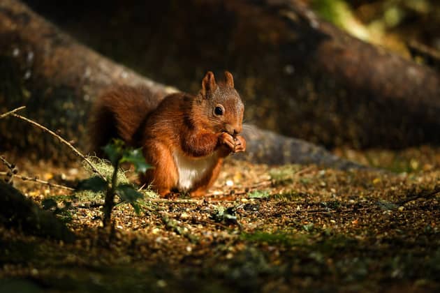 A red squirrel feeds in the Trosssachs on September 28, 2018 in Aberfoyle, Scotland. (Photo by Jeff J Mitchell/Getty Images)