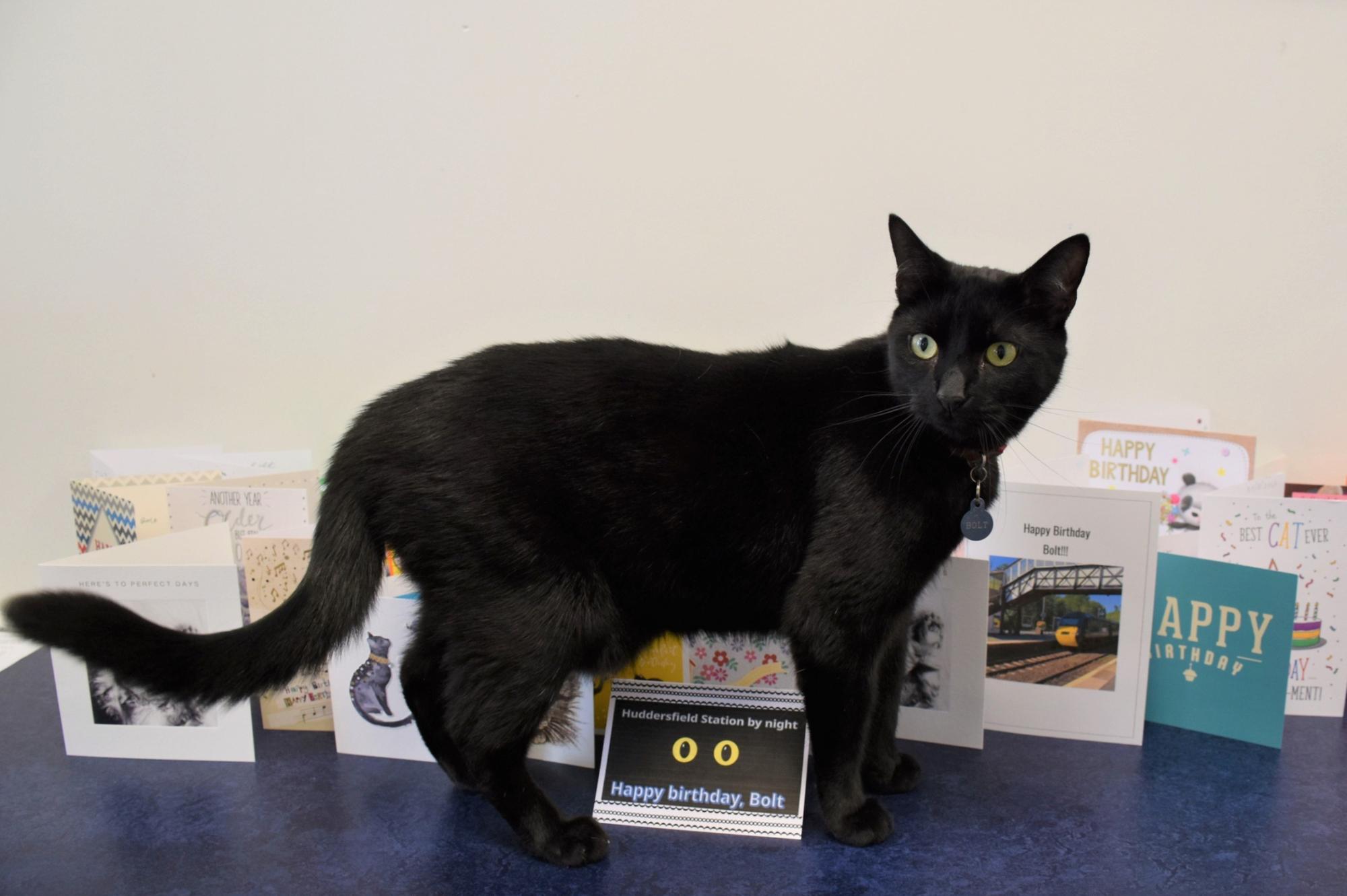 TransPennine Express mourns the death of Huddersfield’s beloved station cat Bolt