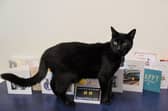 Bolt the cat. (Pic credit: TransPennine Express)