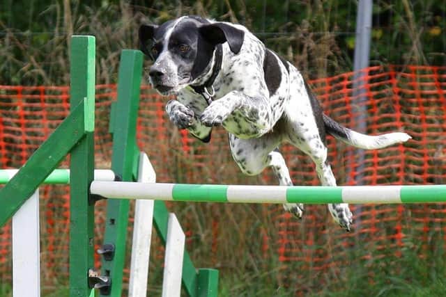 A dog jumps a hurdle during an agility training session