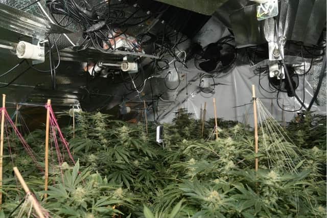 A cannabis farm in Bradford recently found by the police. Photo: West Yorkshire Police