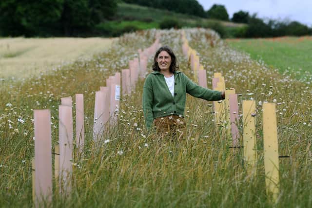 Denby Hall Farm, an organic arable farm producing healthy nutritious crops including cereals. Hannah Fraser in the agroforestry.