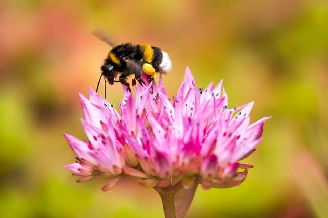 A bumblebee lands on a Red Clover flower at Lindoya island in Oslo on July 07, 2019. (Photo by ODD ANDERSEN/AFP via Getty Images)
